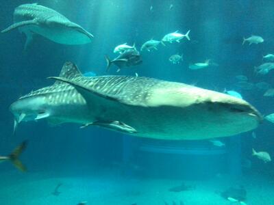 海遊館その２
